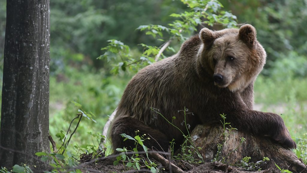 A new life for tortured dancing bears